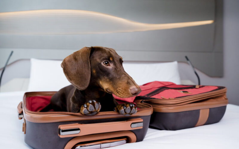 What are some Advantages of Pet Hotels in Dubai