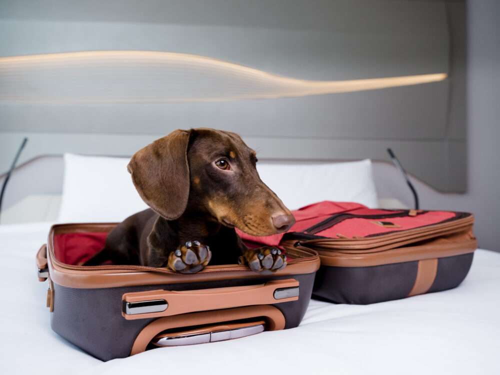 What are some Advantages of Pet Hotels in Dubai